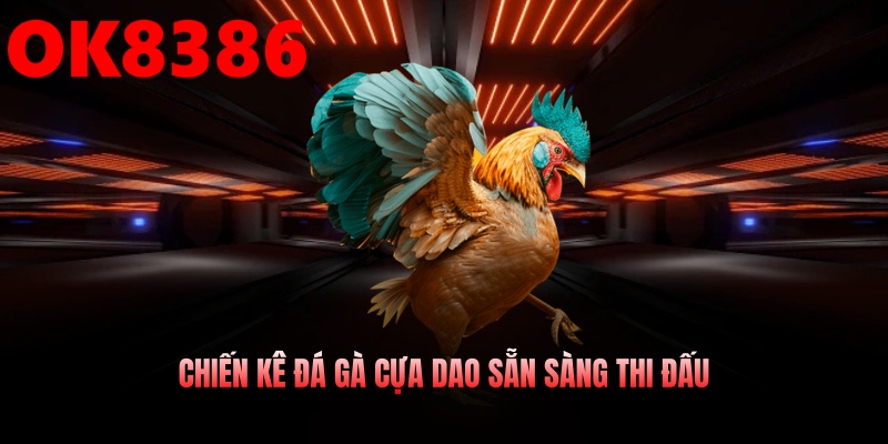 Chiến kê đá gà cựa dao sẵn sàng thi đấu